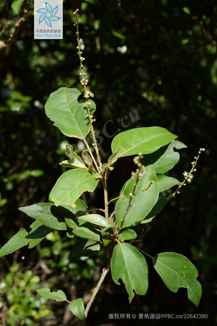 Bã đậu lá lớn
